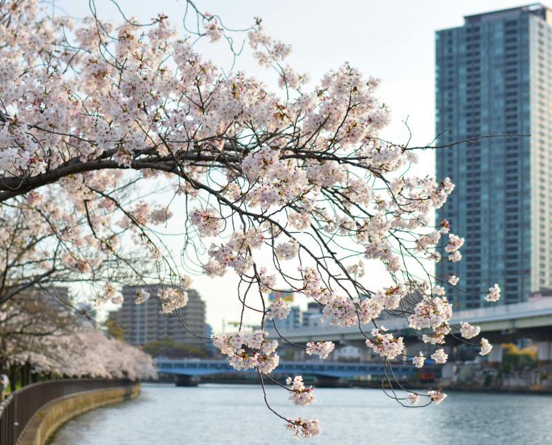 Kema Sakuranomiya Park Cherry Blossom