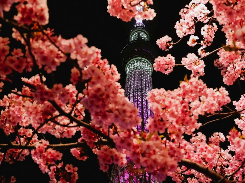 Sakura in Japan