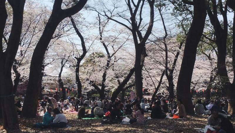 Hanami Japan
