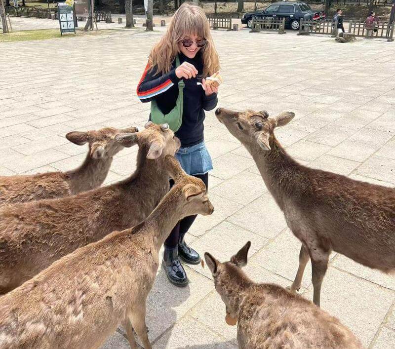 Feed the Lovely Deers in Nara Park with Umetravel