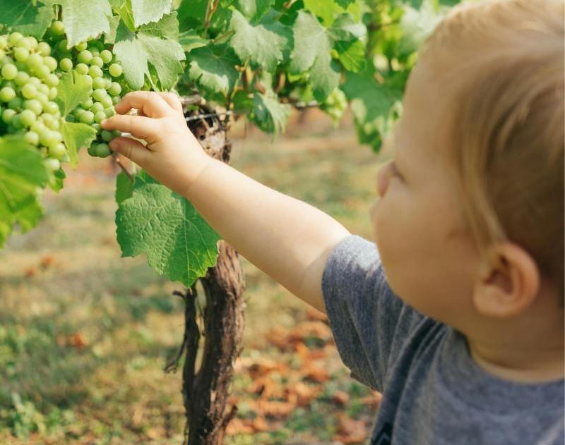 Fruit Picking: A Unique and Delightful Experience for 1 Week Trip to Japan with Kids