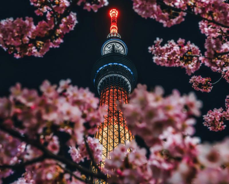 Stunning Night View of Tokyo Skytree in Sakura Season
