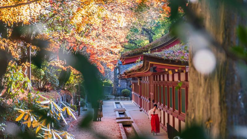 See Fukuoka Red Leaves When Traveling Japan in December