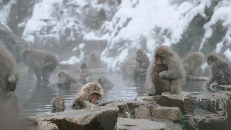 What to Visit in Japan in December Must Include Snow Monkeys in Jigokudani Monkey Park