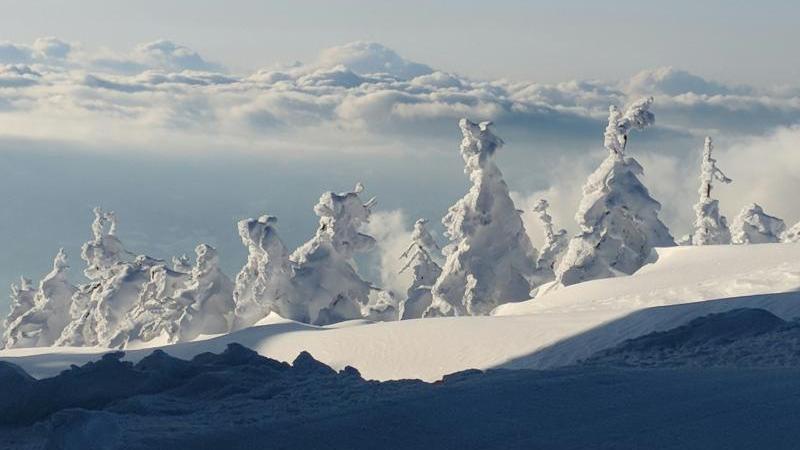 Unique View of Zao Snow Monsters in Japan in December