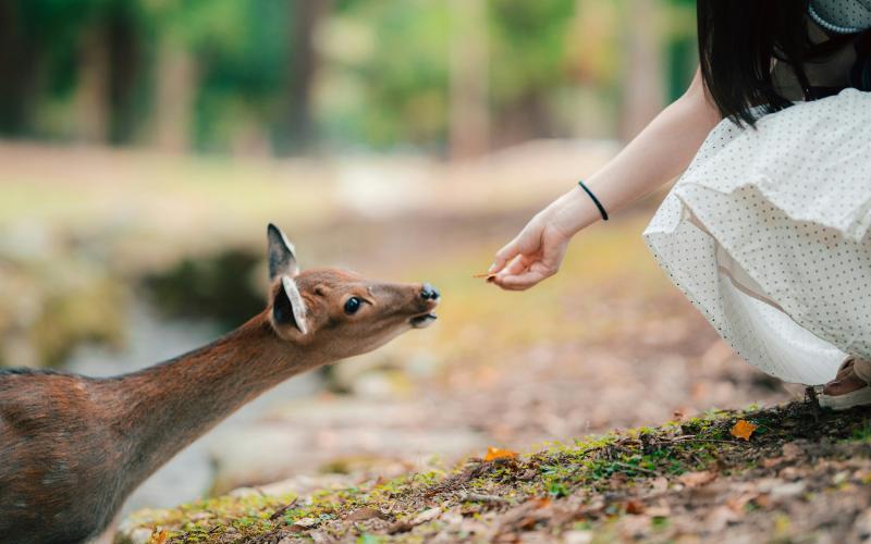 Feed the Friendly Deer in Nara Park