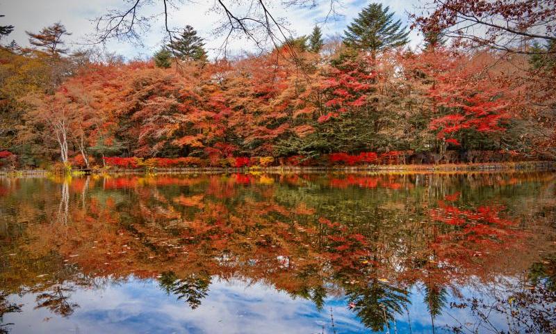 Karuizawa Autumn Leaves
