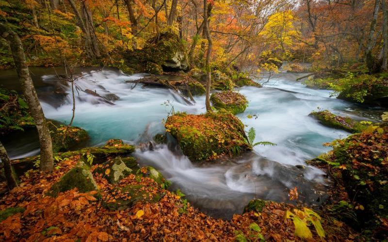 Admire the Aomori Autumn Leaves at Oirase Gorge