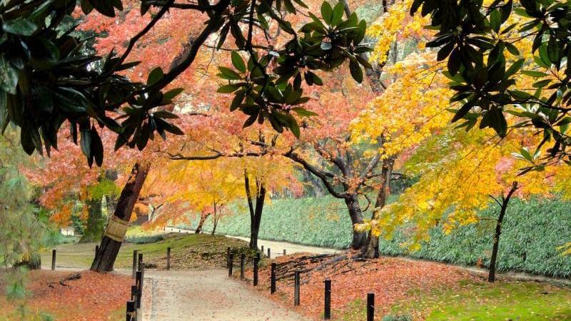 Japan Fall Foliage in Okayama