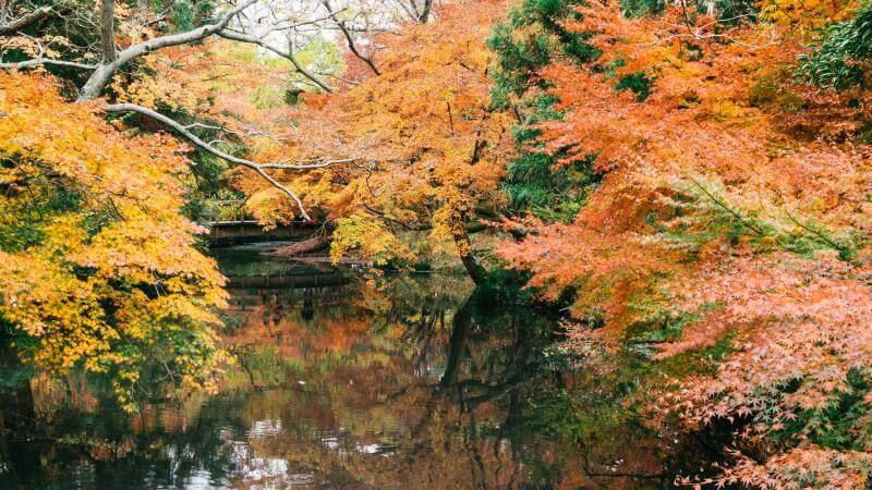 Japan Autumn Foliage in Oita