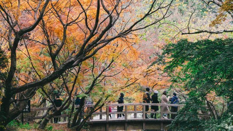 Best Place to View Autumn Leaves in Oita, Japan