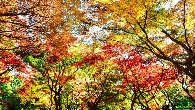 Japan Autumn Leaves