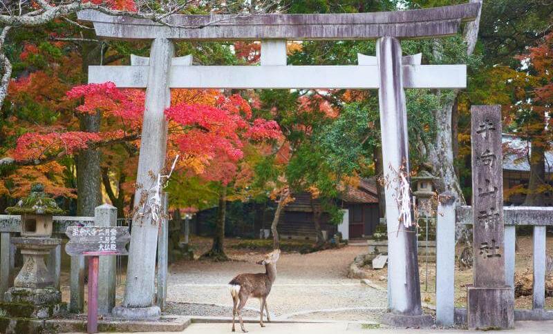 Best Place to View Fall Colors in Nara, Japan