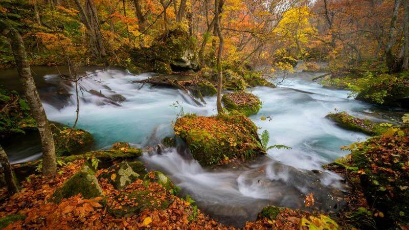 Oirase Gorge, the Best Place to See Autumn Leaves in Aomori, Japan