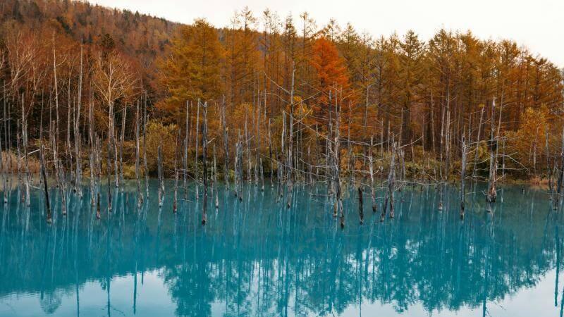 Hakkaido Autumn at Shirogane Blue Pond in Early October
