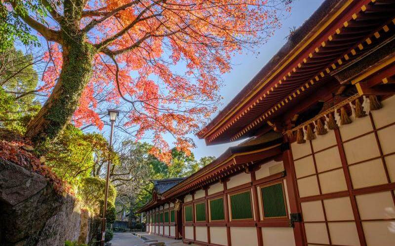 Kyushu Fukuoka Dazaifu Tenmangu Shrine in Early December