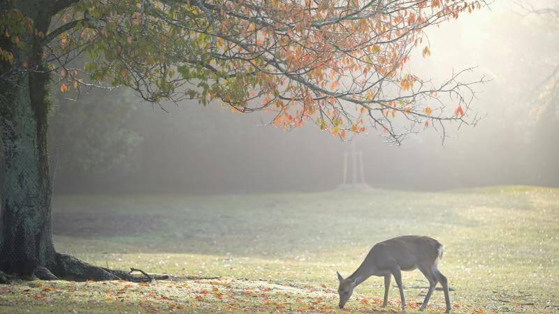 Dreamy Japan Autumn Travel at Nara Park