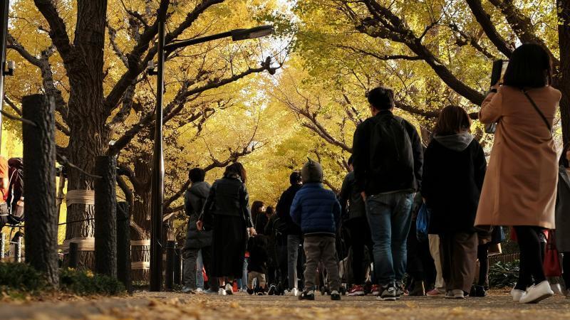 Meiji Jingu Gaien Ginkgo Festival in Late November