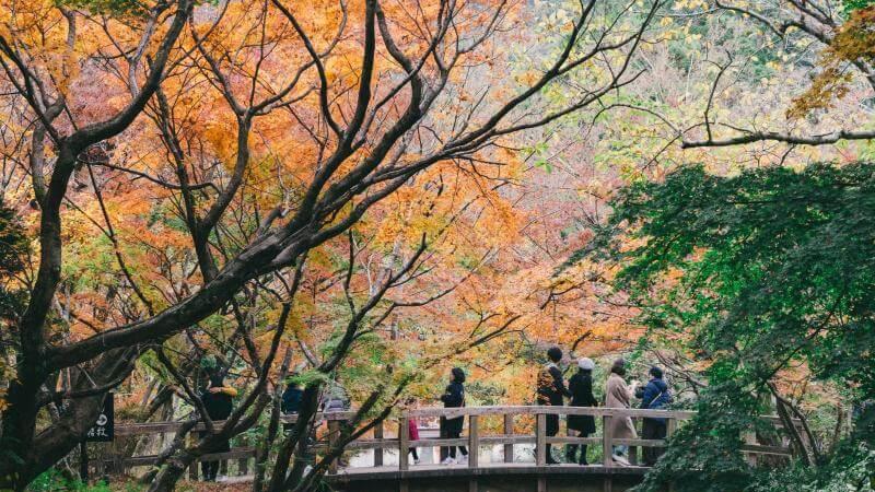 Japan Autumn in Mid-November in Oita, Kyushu