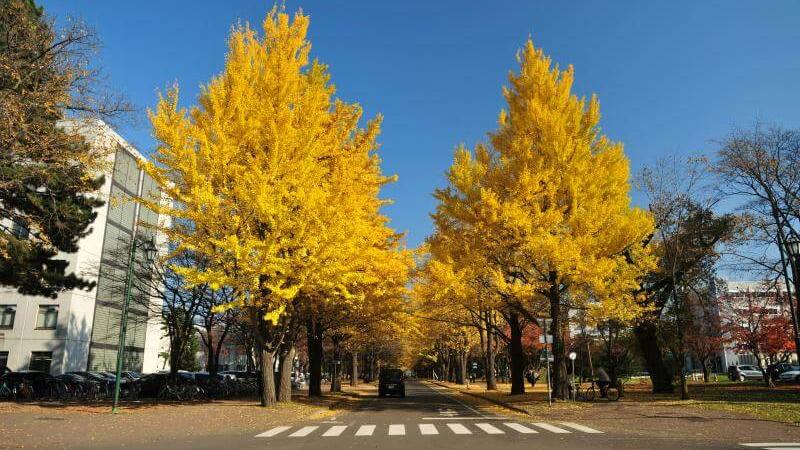 Hokkaido Autumn Leaves