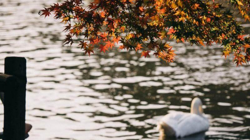 Hokkaido Fall Season