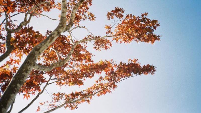 Fall Foliage in Hokkaido