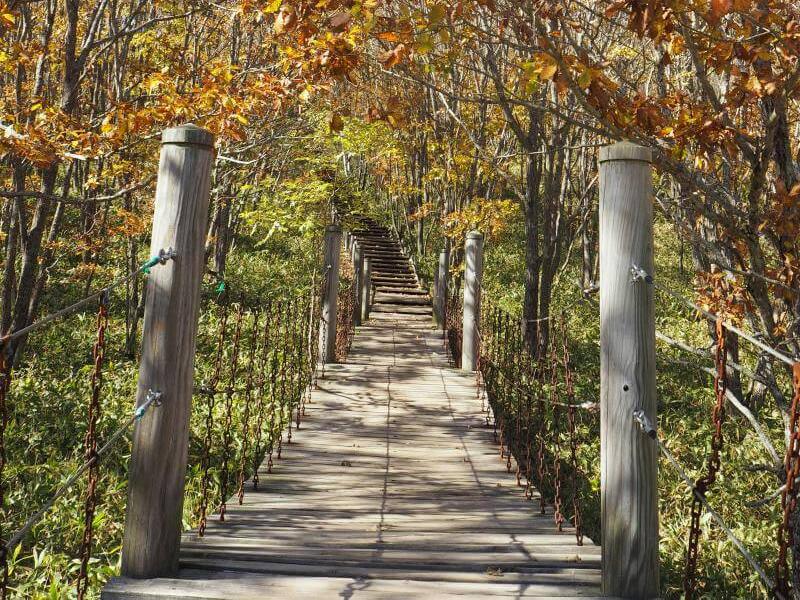 Hokkaido Fall Leaves