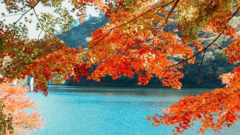Japan Autumn Foilage