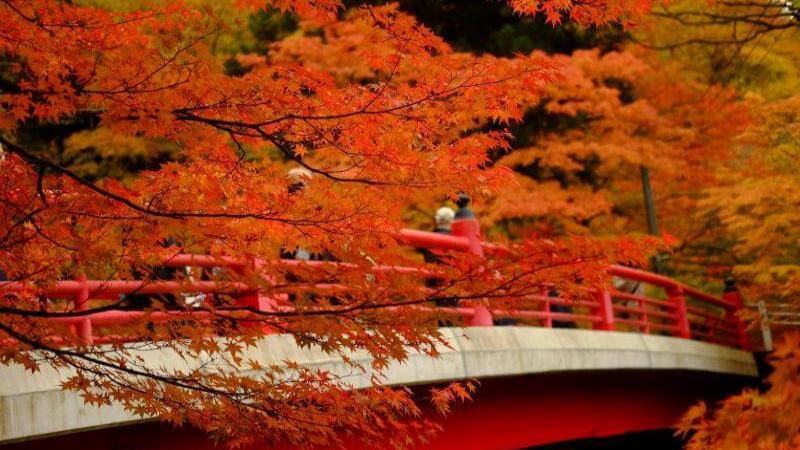 Aomori Fall Foliage in Mid-November