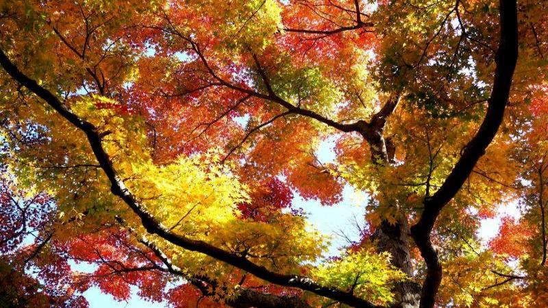 Hakone Autumn Leaves in Mid-November