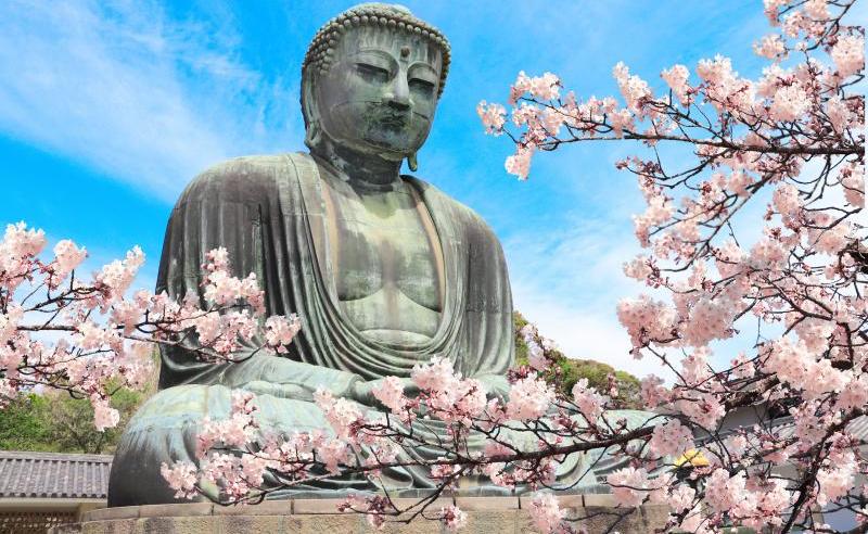 Visit the Great Buddha of Kotoku-in Temple in Sakura Season