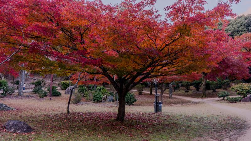 Okochi Sanso Garden in Fall Colors