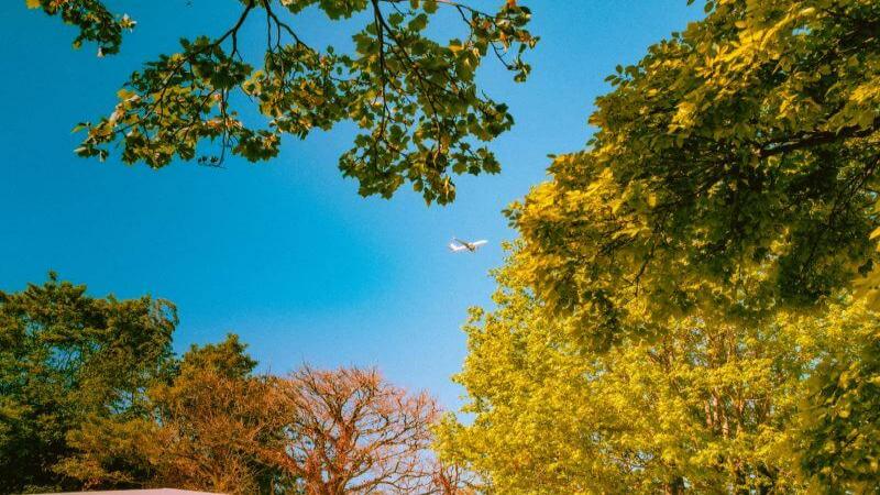 Autumn Leaves in Fukuoka