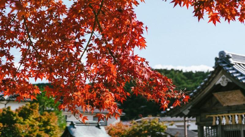 Autumn in Fukuoka