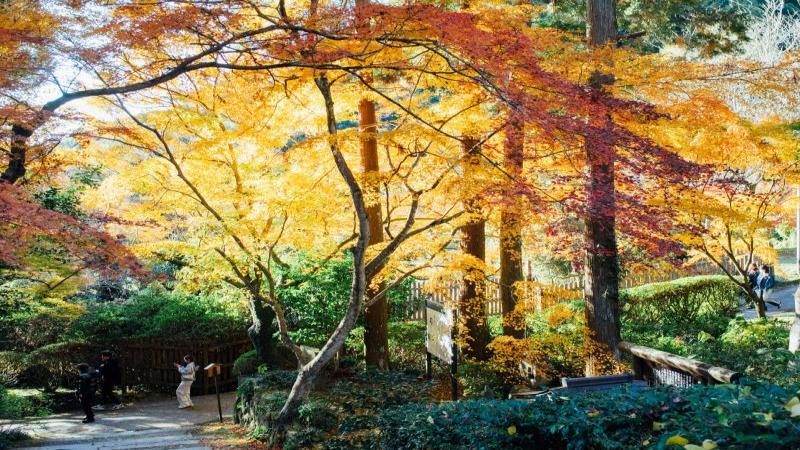 Kumamoto Fall Foliage