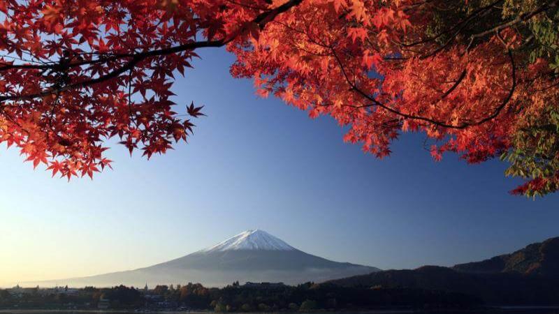 Mt Fuji Autumn Leaves