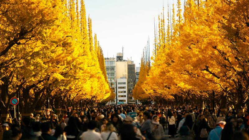 Fall Leaves Tokyo at Meiji Jingu Gaien