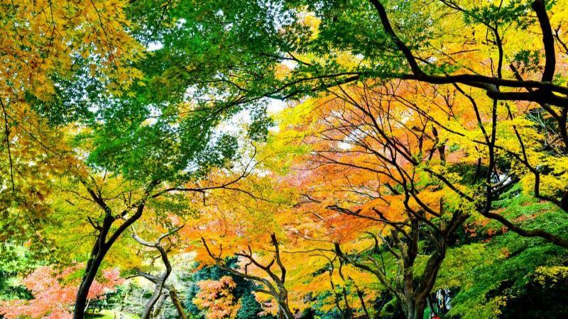 Best Autumn Leaves in Tokyo