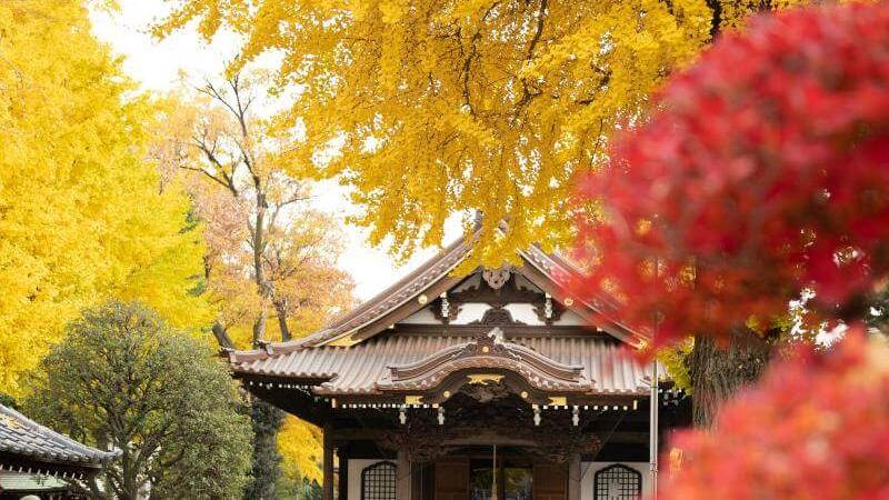 Fall Colors in Tokyo