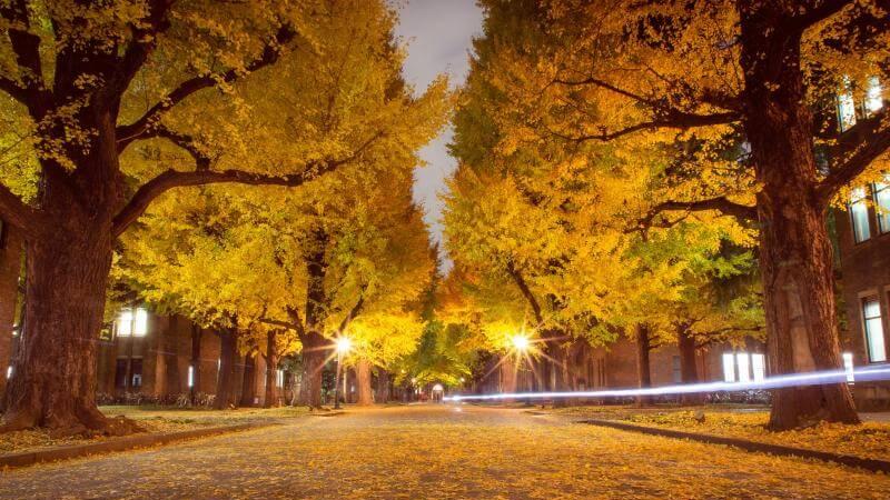 Tokyo University Autumn Leaves