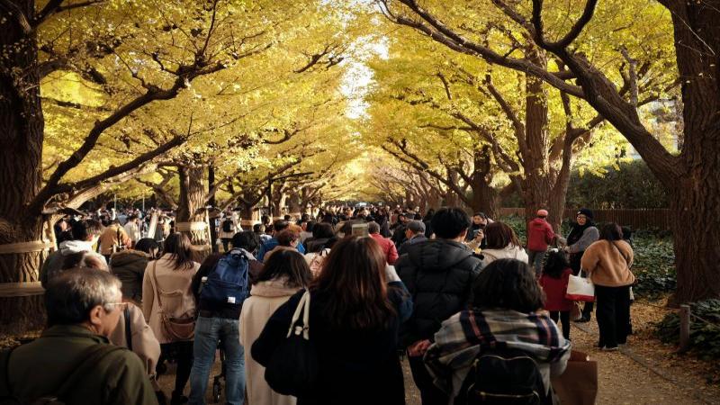 Jingu Gaien Ginkgo Festival
