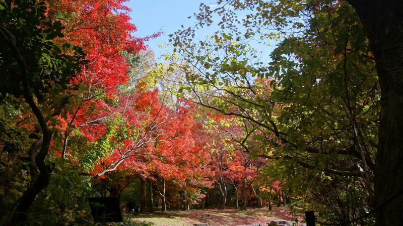 Autumn Foilage at Expo '70 Commemorative Park