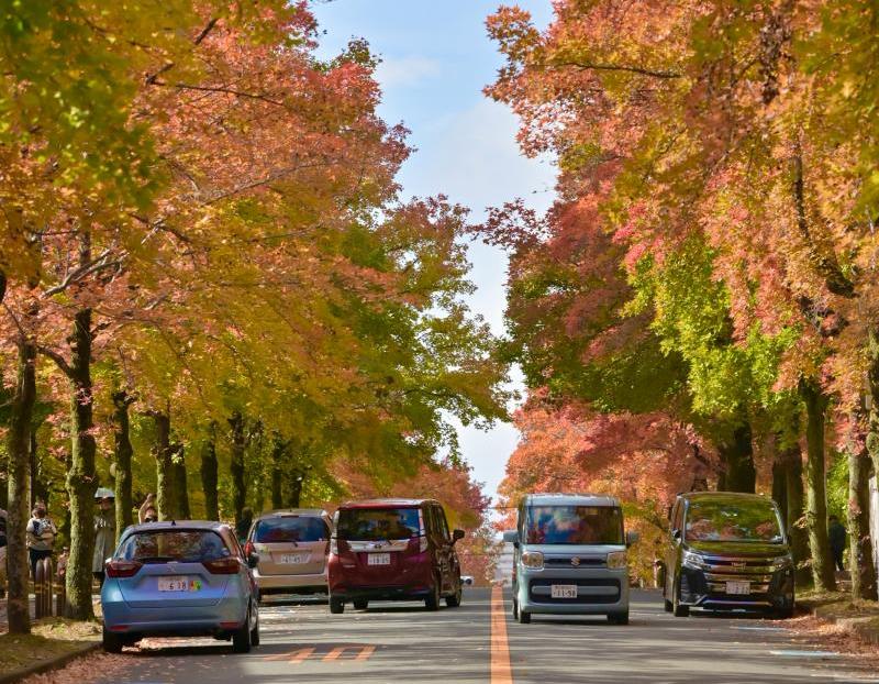 Osaka Autumn Foliage