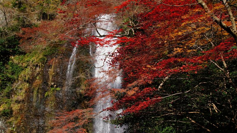 Osaka Autumn Leaves at Minoh Falls during Daytime