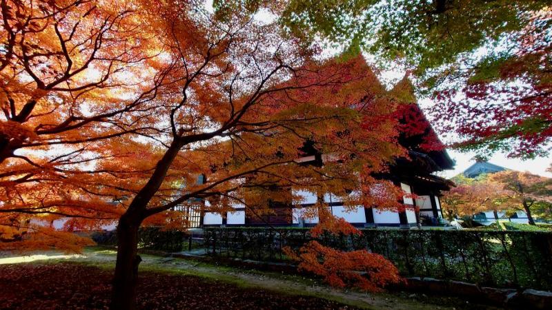 Stunning Fall Foliage Kyoto at Tofuku-ji Temple