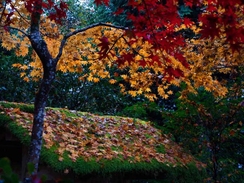 Enjoy Kyoto Arashiyama Autumn Foliage at Jōjakkōji Temple