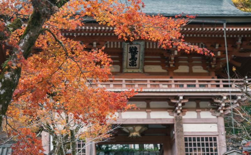 Enchanting Kyoto Leaves at Kuramadera