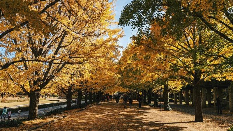 Japan Ginkgo Tree Season