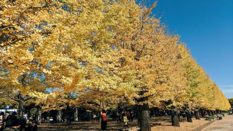 Fall Foliage Japan in Showa Kinen Park