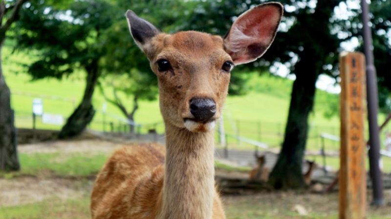 Feeding Deer for Fun at Your First Time to Japan